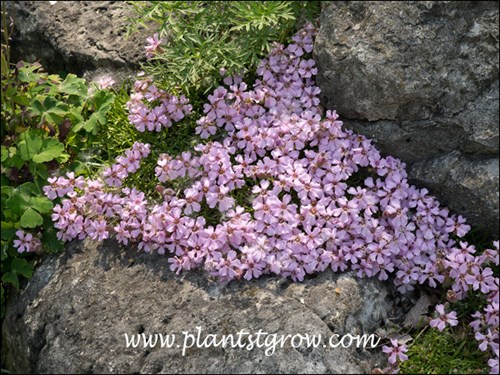 Dwarf Soapwort (Saponaria pumila)
Growing in a rock garden, tucked into a opening between some rocks.  (June 9)